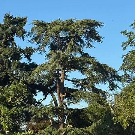 Chateau Segot Bed & Breakfast Neuilly-le-Réal